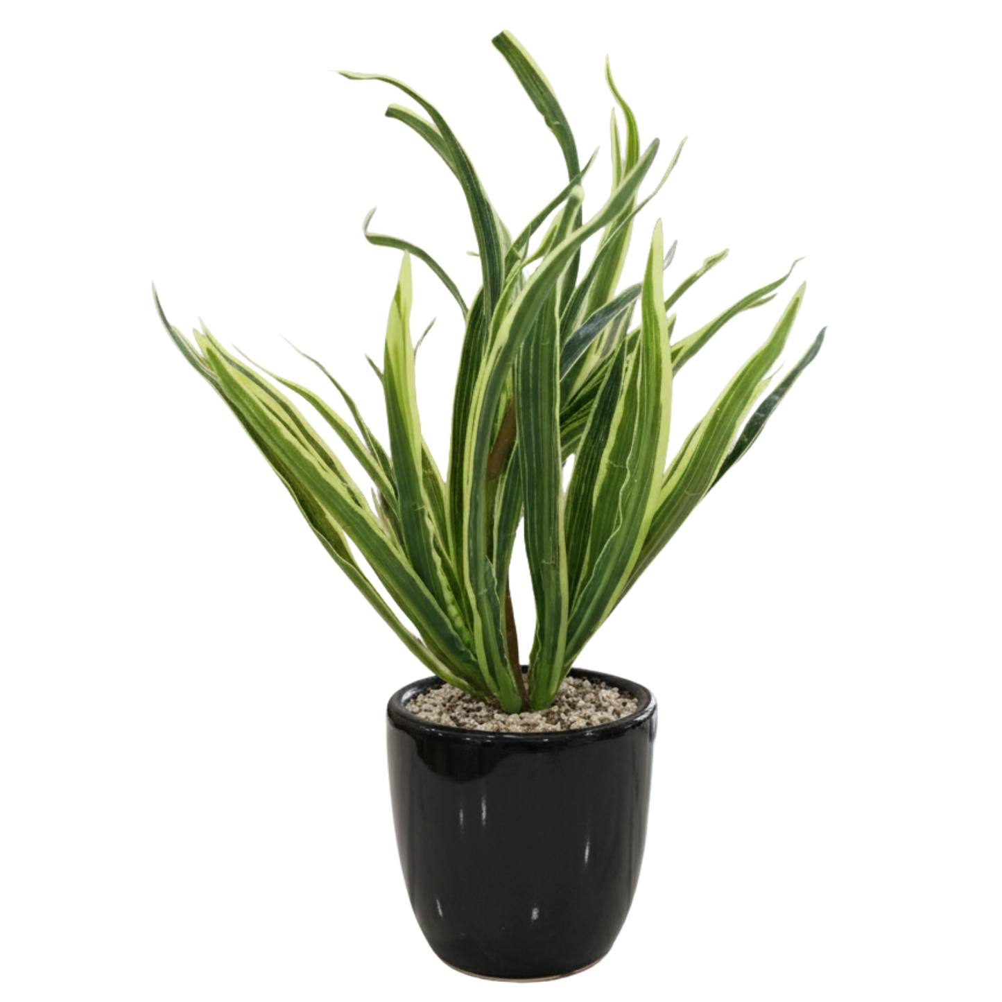 "Architectural Verdance" Luxe Striped Yucca: Modernist Gloss Black Cachepot with Zen Stone Infusion