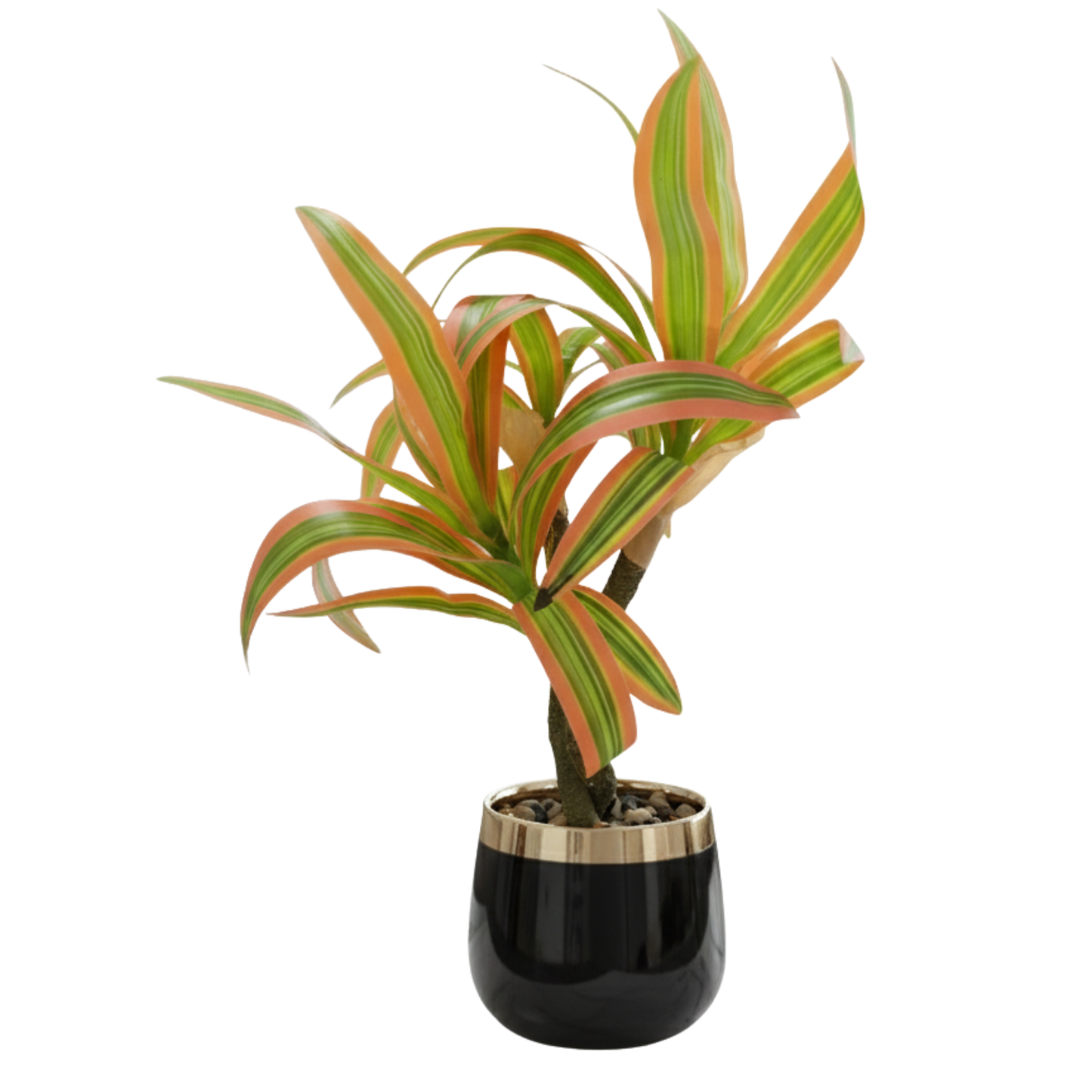 "Tropical Radiance" Luxe Dracaena: Bespoke Onyx & Gilded Cachepot with Perpetual Verdancy