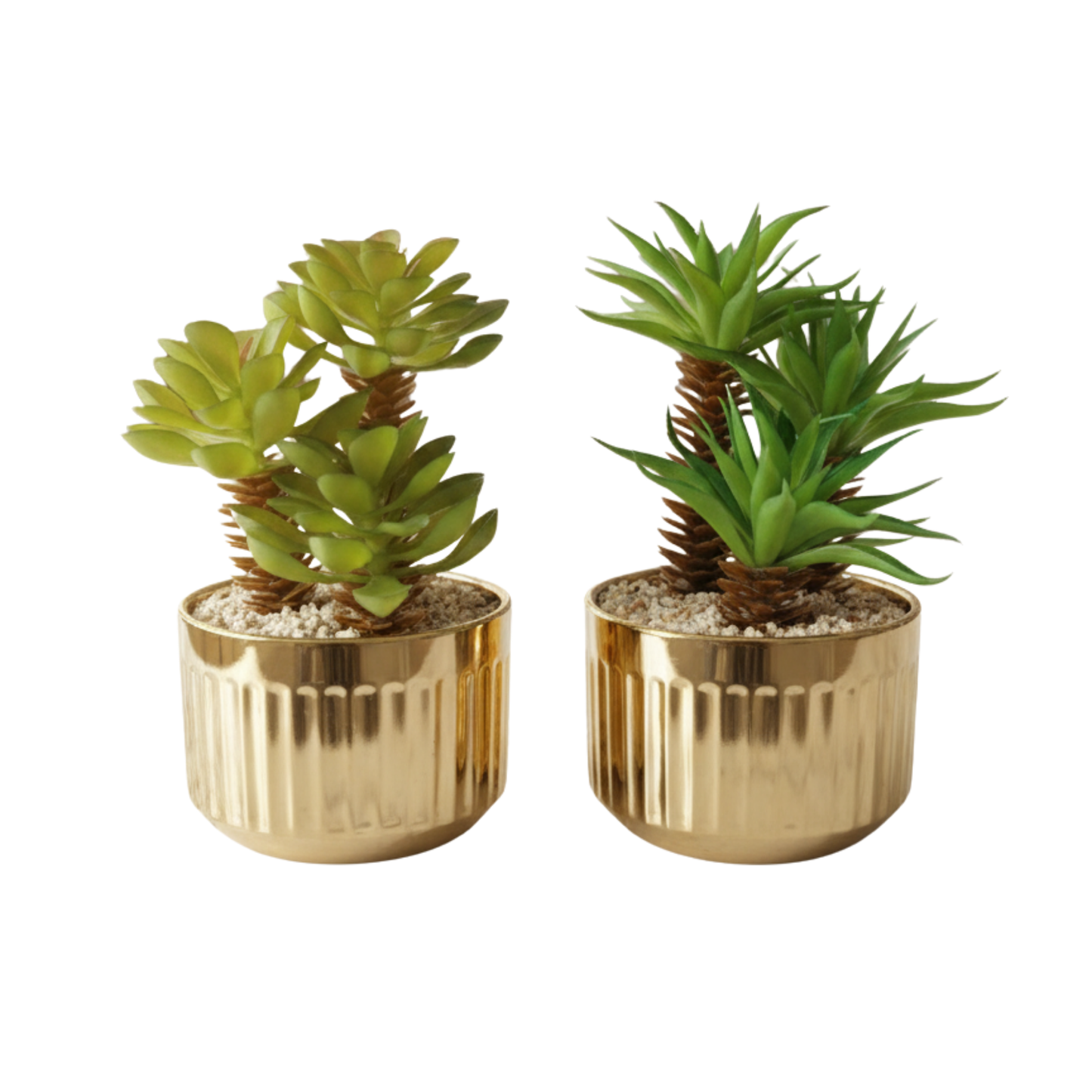"Gilded Eden" Luxe Succulent Duo: Bespoke Fluted Gold Cachepots with Perpetual Desert Botanicals
