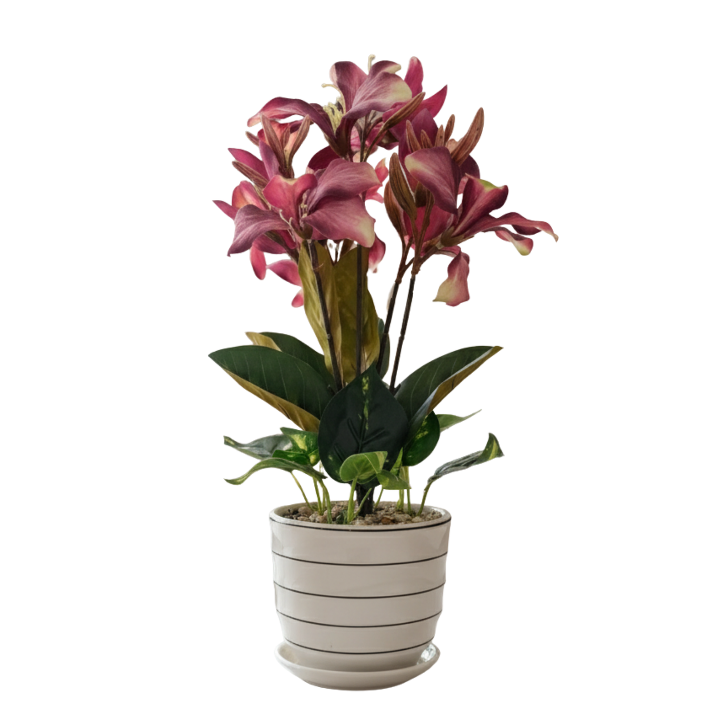 "Crimson Zenith" Luxe Orchid & Foliage Arrangement: Modernist Striped Cachepot with Perpetual Blooms