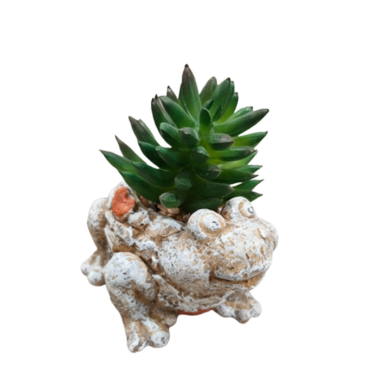 "Enchanted Pond" Luxe Frog Planter: Artisanal Patina Finish with Perpetual Spiky Succulent