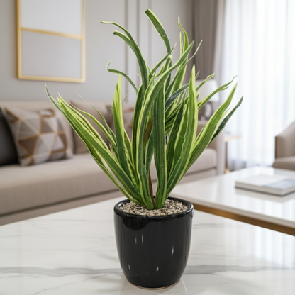 "Architectural Verdance" Luxe Striped Yucca: Modernist Gloss Black Cachepot with Zen Stone Infusion