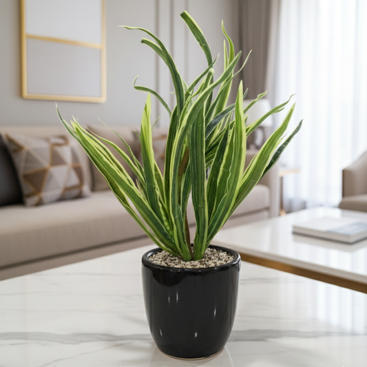 "Architectural Verdance" Luxe Striped Yucca: Modernist Gloss Black Cachepot with Zen Stone Infusion