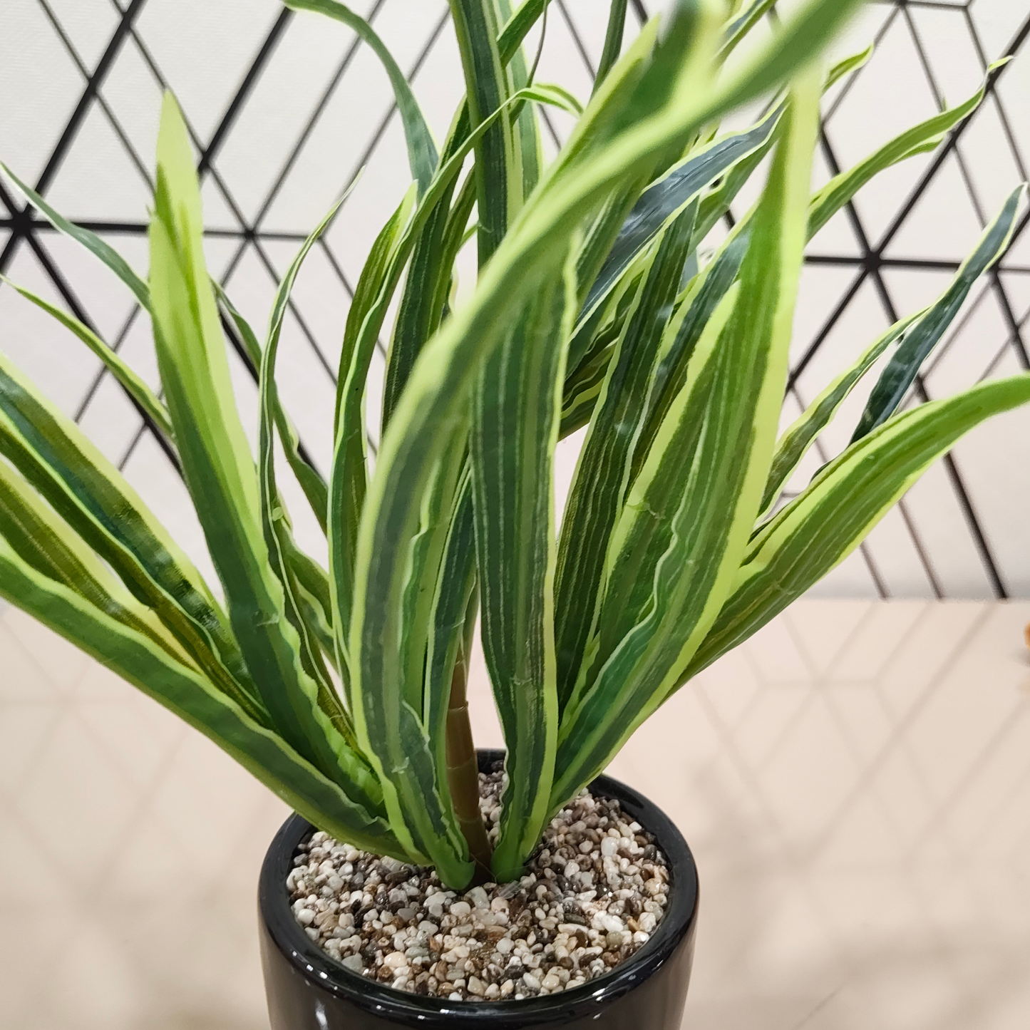 "Architectural Verdance" Luxe Striped Yucca: Modernist Gloss Black Cachepot with Zen Stone Infusion