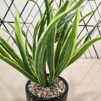 "Architectural Verdance" Luxe Striped Yucca: Modernist Gloss Black Cachepot with Zen Stone Infusion