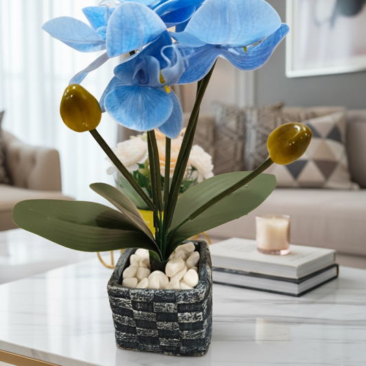 "Azure Tranquility" Luxe Phalaenopsis Orchid: Bespoke Checkered Cachepot with Polished River Stones