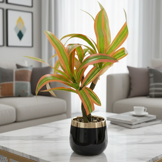 "Tropical Radiance" Luxe Dracaena: Bespoke Onyx & Gilded Cachepot with Perpetual Verdancy