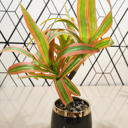 "Tropical Radiance" Luxe Dracaena: Bespoke Onyx & Gilded Cachepot with Perpetual Verdancy